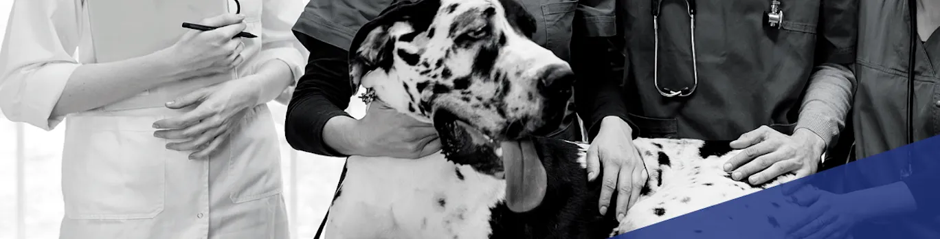 Close-up image of a large spotted dog being examined by a group of veterinarians